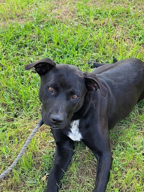 Princess Leia, a Adoptable mixed breed in Trumbull , CT image 2/3