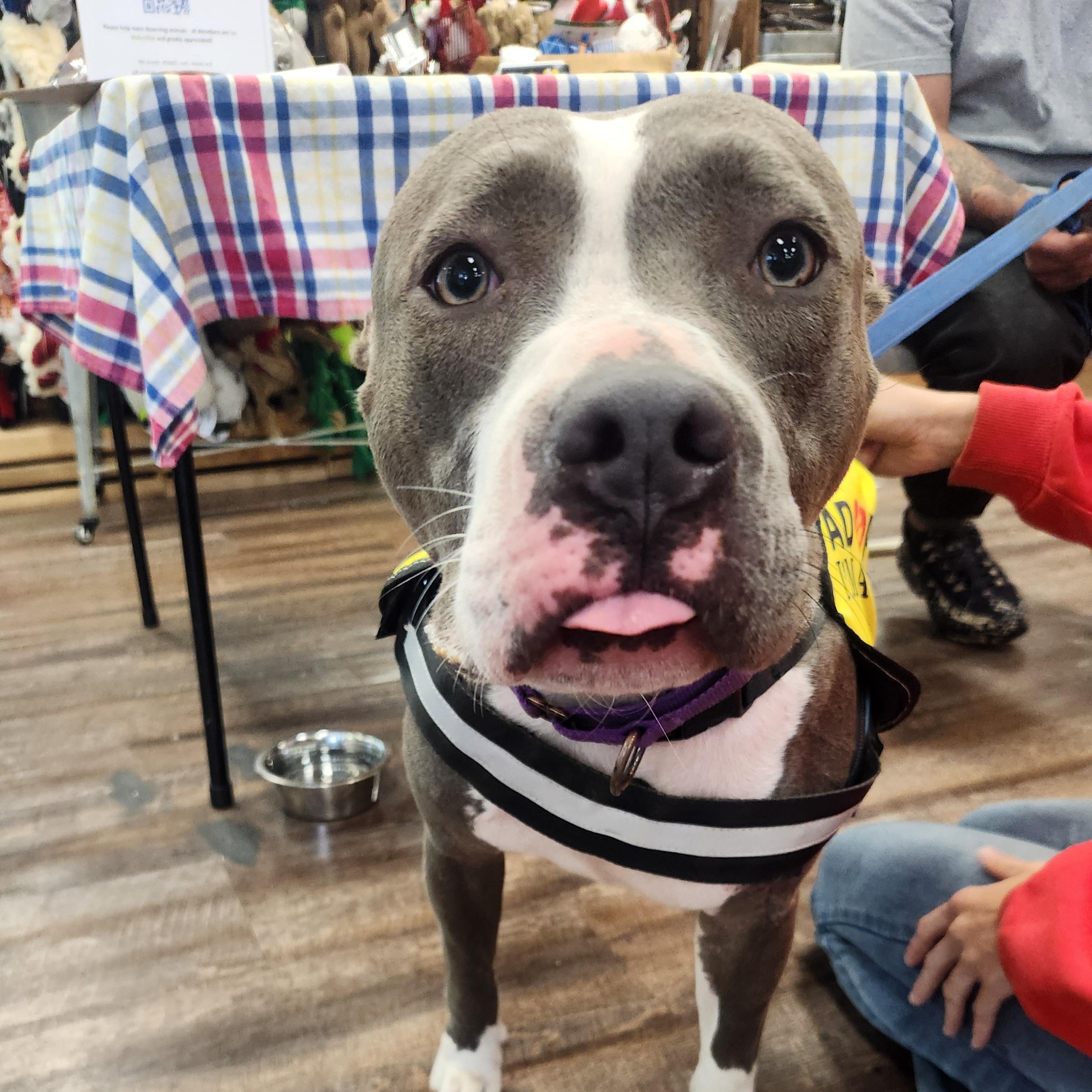 Jade, Adoptable, Young Female Pit Bull Terrier.