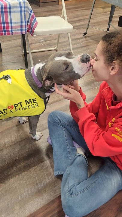 Enlarge Jade, a Adoptable Pit Bull Terrier video 2/5