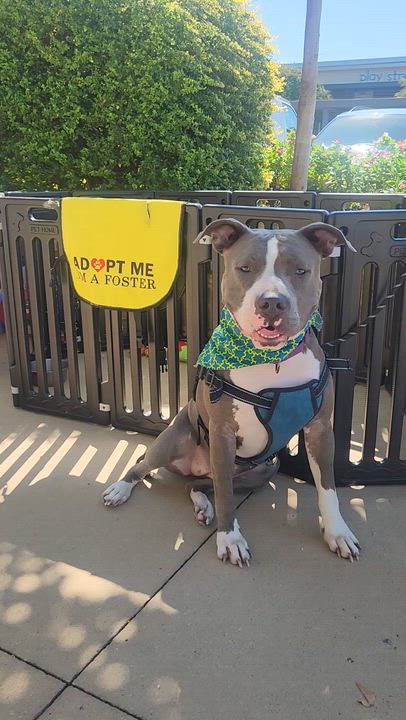 Enlarge Jade, a Adoptable Pit Bull Terrier video 3/5