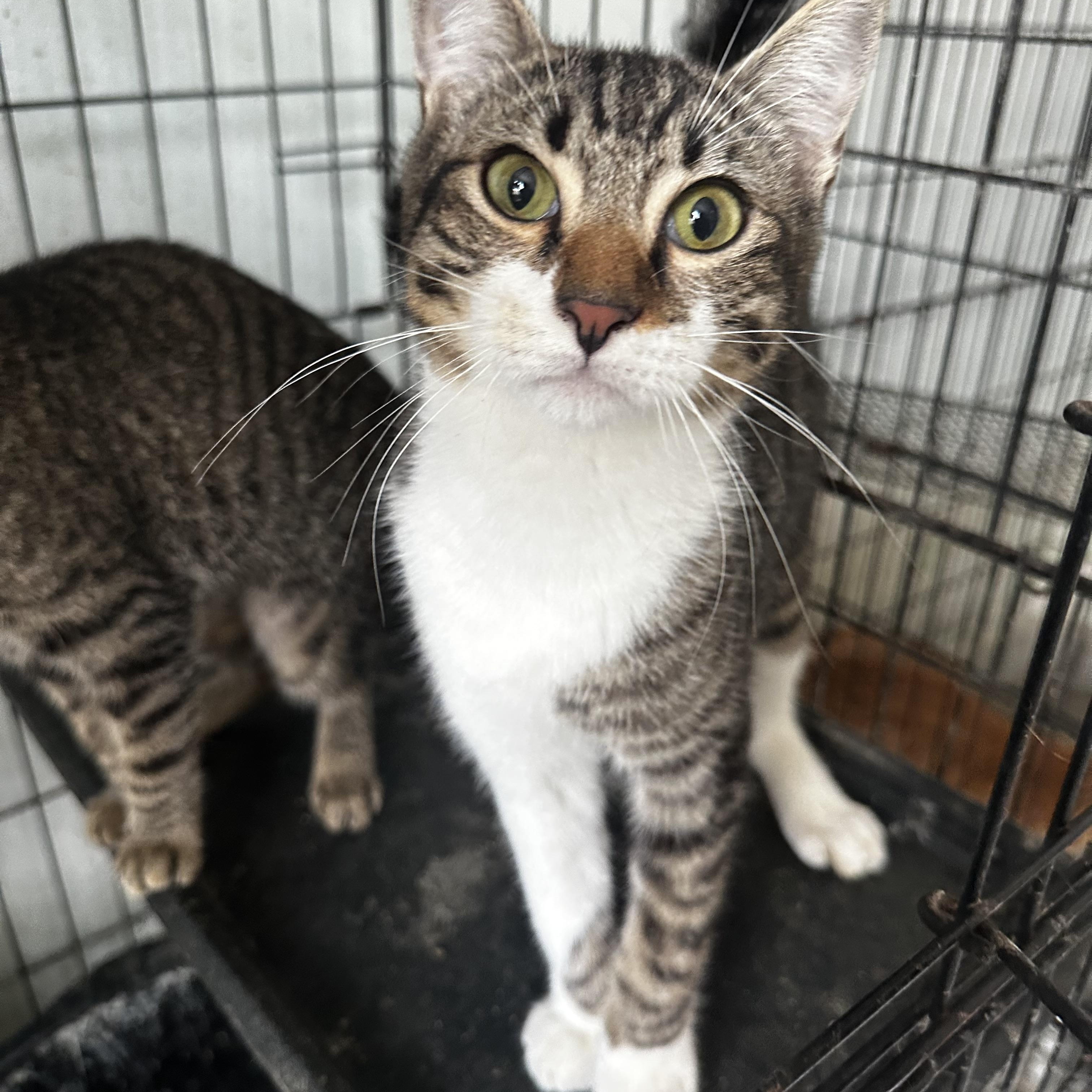 Felipe, an adoptable Domestic Short Hair in San Juan, PR_image-1