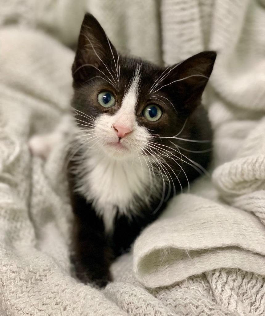Giovanna, Adoptable, Kitten Female Domestic Short Hair.