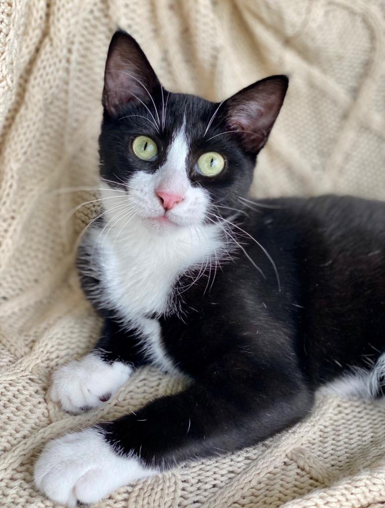 Enlarge Giovanna, a Adoptable Domestic Short Hair in Decorah, IA image 2/2