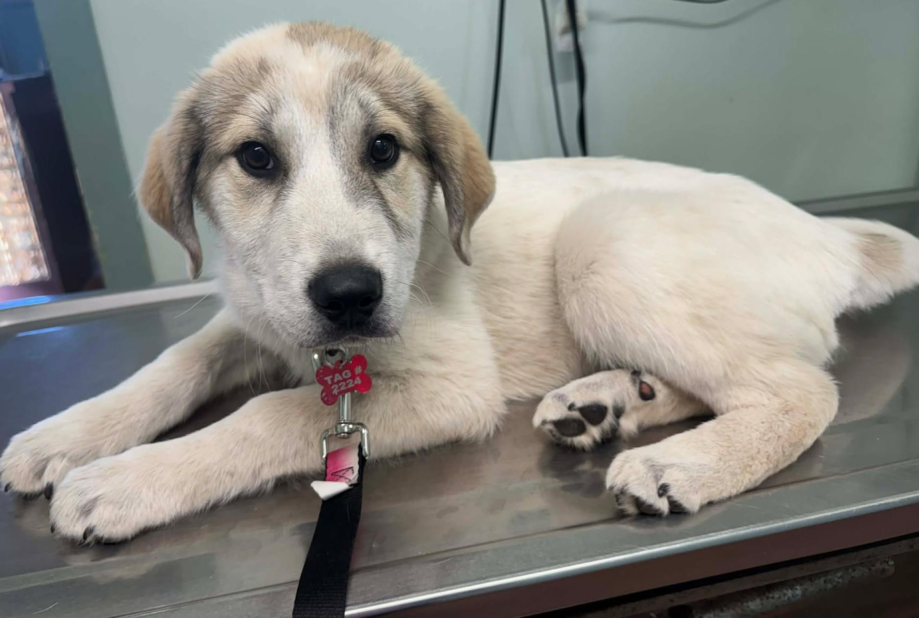 Enlarge Tahli , an adopted mixed breed in Kiowa, OK image 2/6