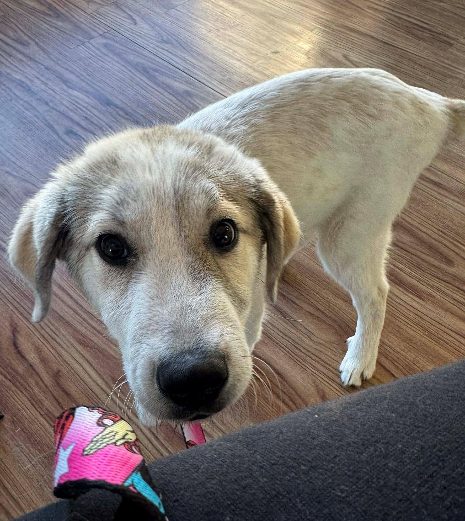 Enlarge Tahli , an adopted mixed breed in Kiowa, OK image 4/6