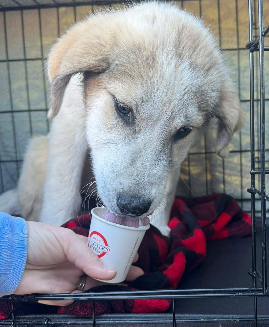 Enlarge Tahli , an adopted mixed breed in Kiowa, OK image 5/6