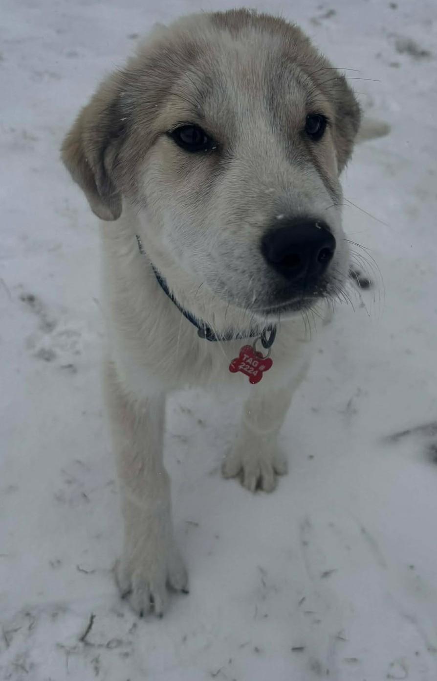 Enlarge Tahli , an adopted mixed breed in Kiowa, OK image 6/6
