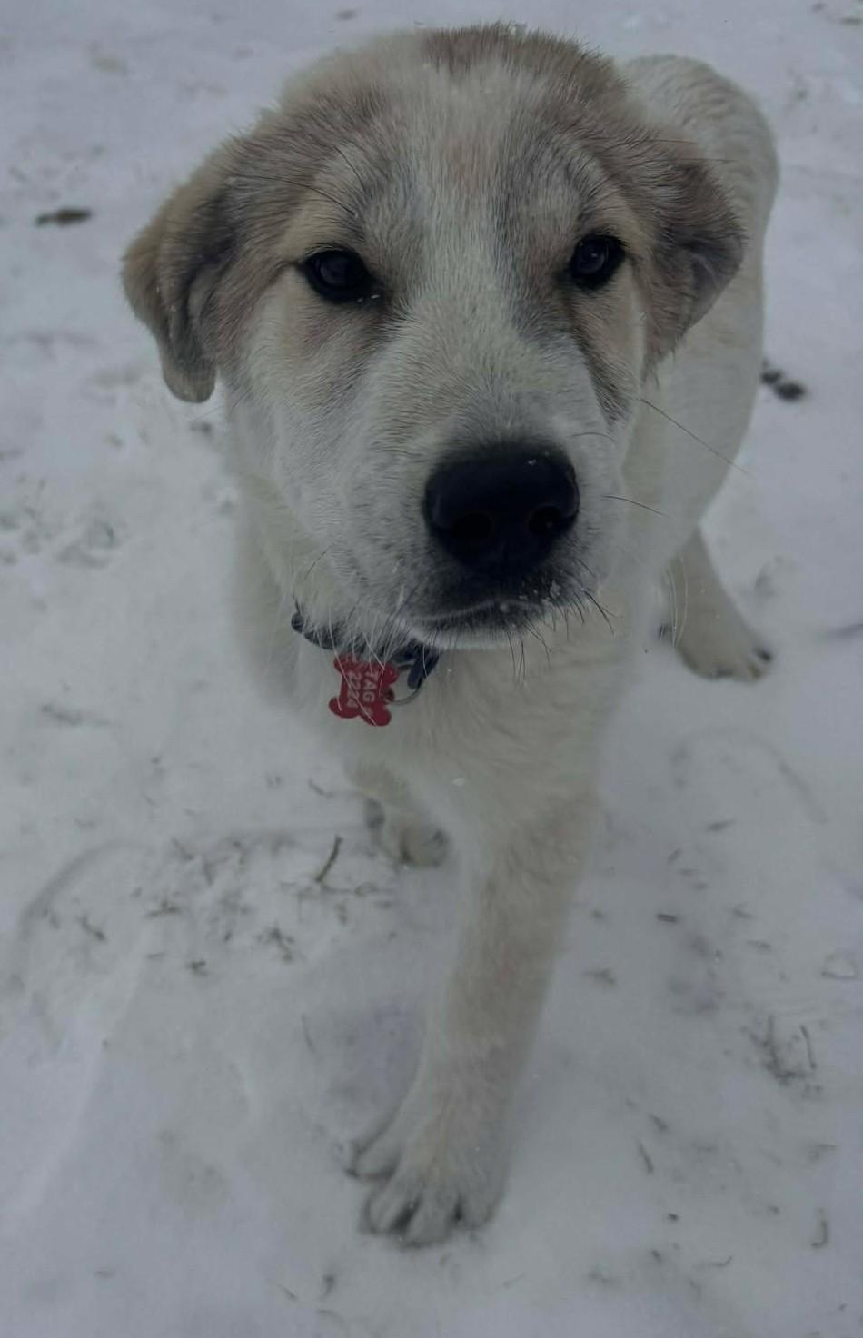 Enlarge Tahli , an adopted mixed breed in Kiowa, OK image 1/6
