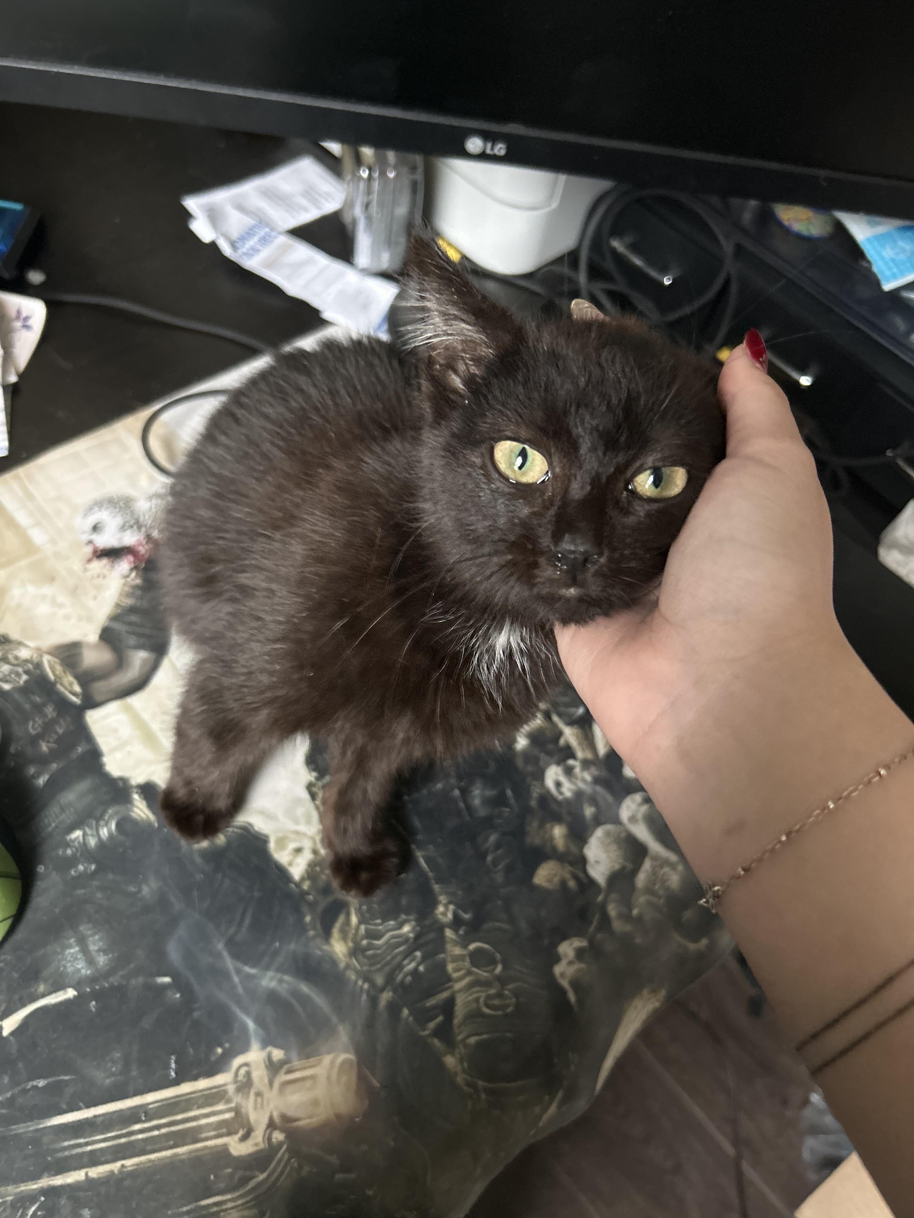 Beans, Adopted, Young Male Domestic Medium Hair.