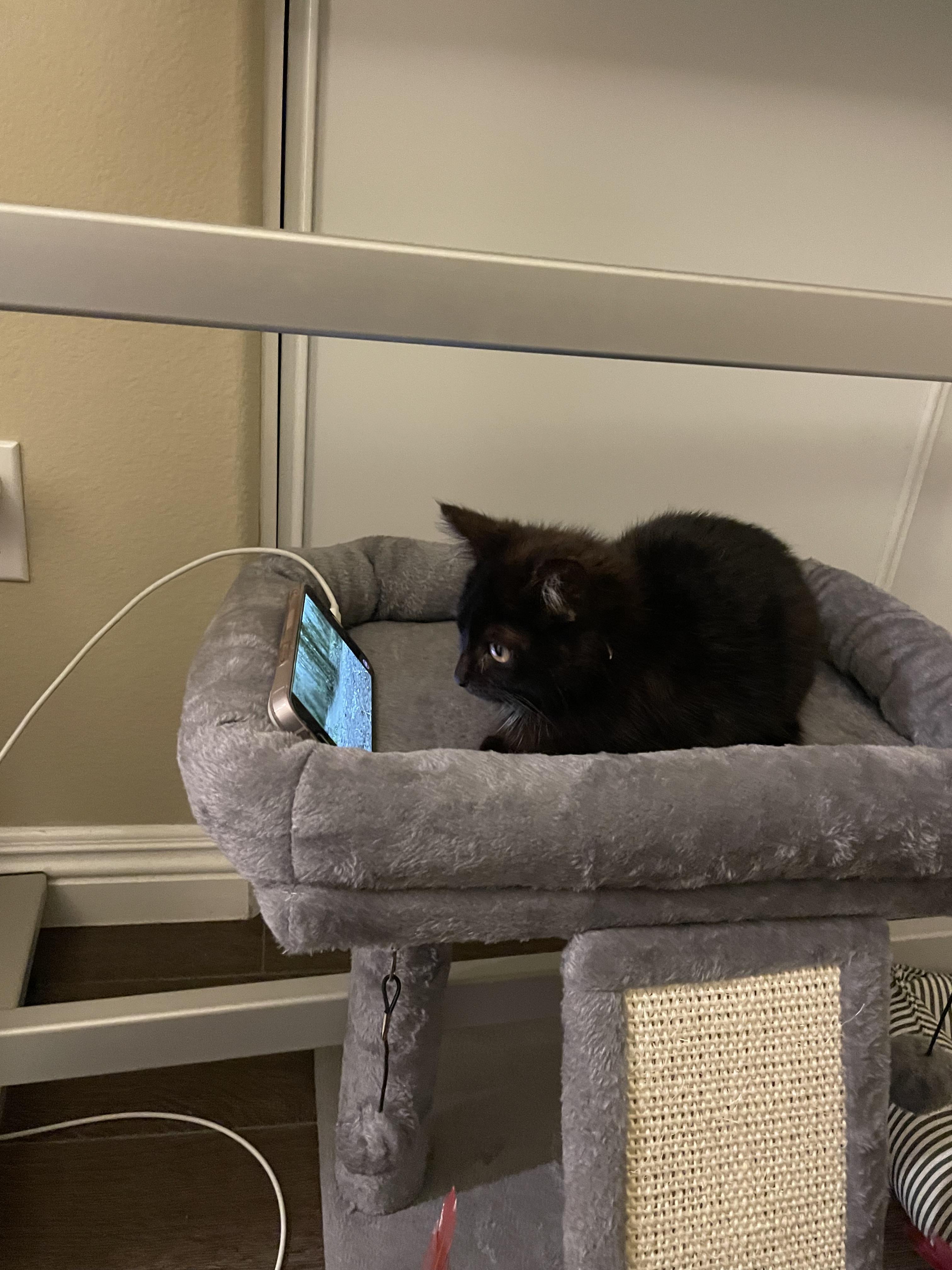 Beans, a Adopted Domestic Medium Hair in Long Beach, CA image 2/5