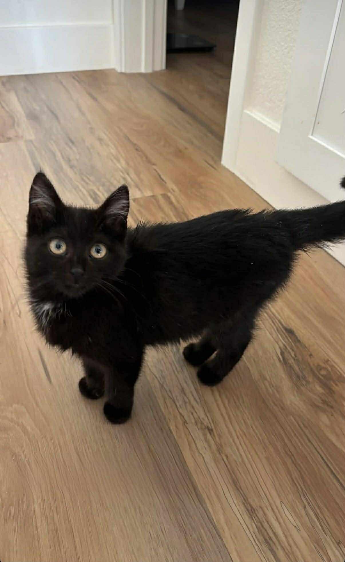Beans, a Adopted Domestic Medium Hair in Long Beach, CA image 3/5