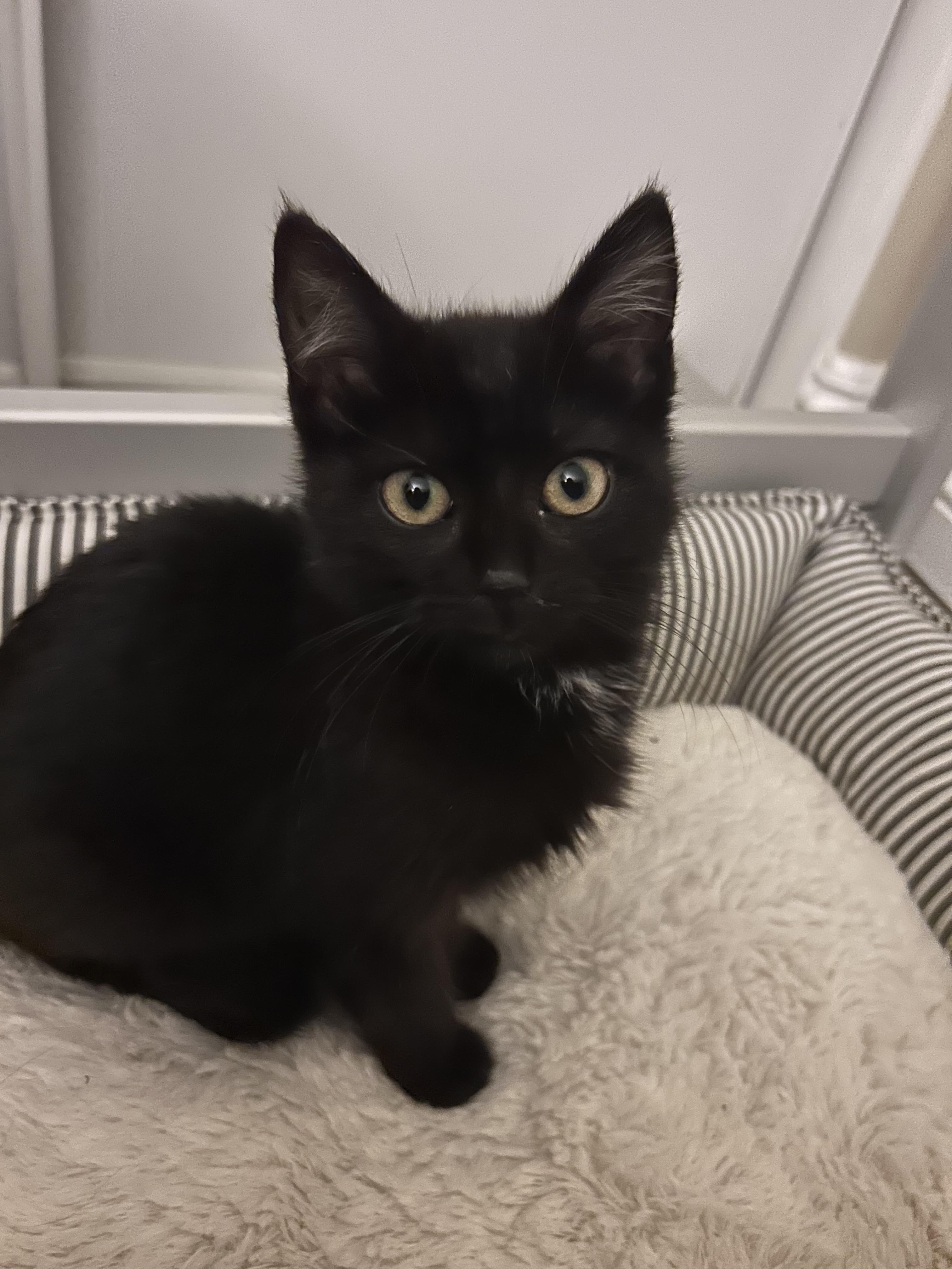 Beans, a Adopted Domestic Medium Hair in Long Beach, CA image 4/5