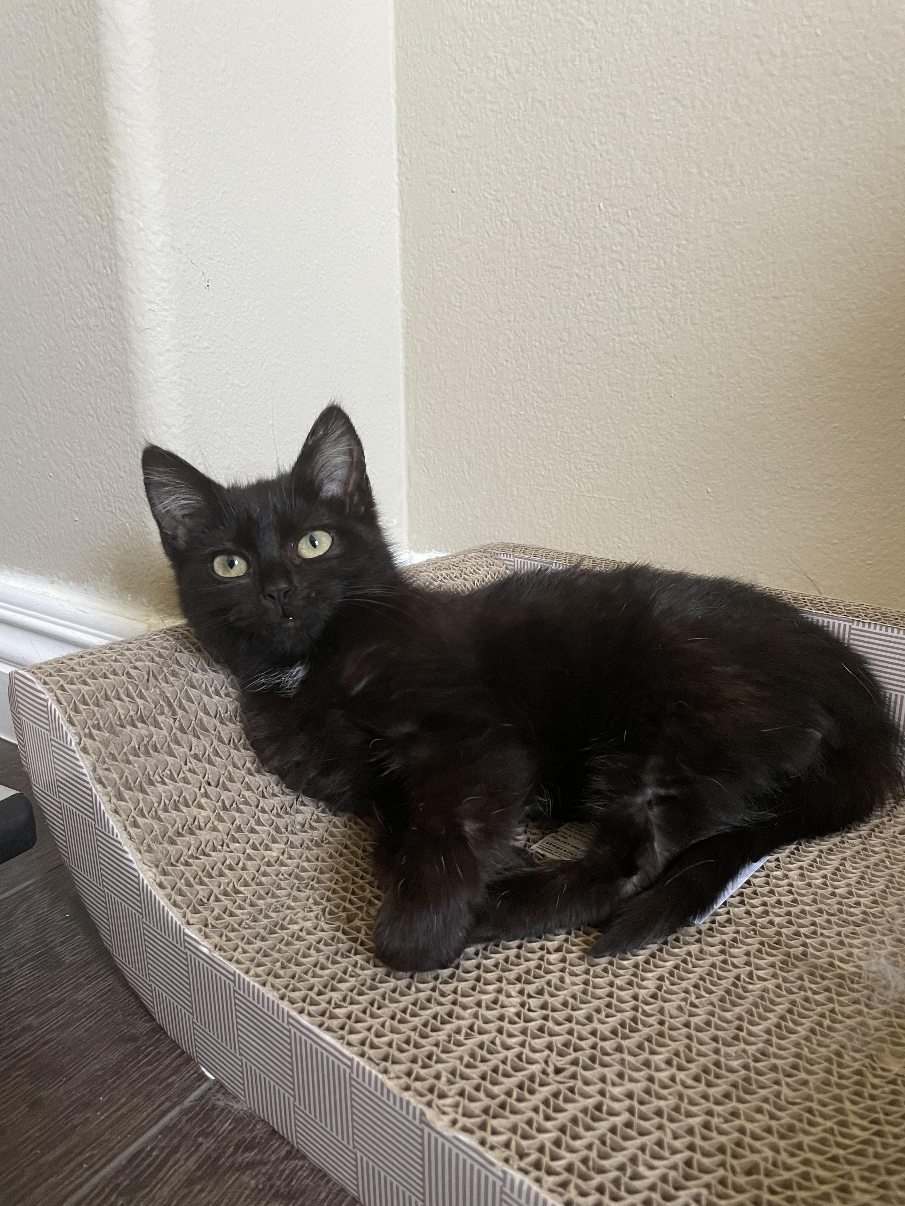 Beans, a Adopted Domestic Medium Hair in Long Beach, CA image 5/5