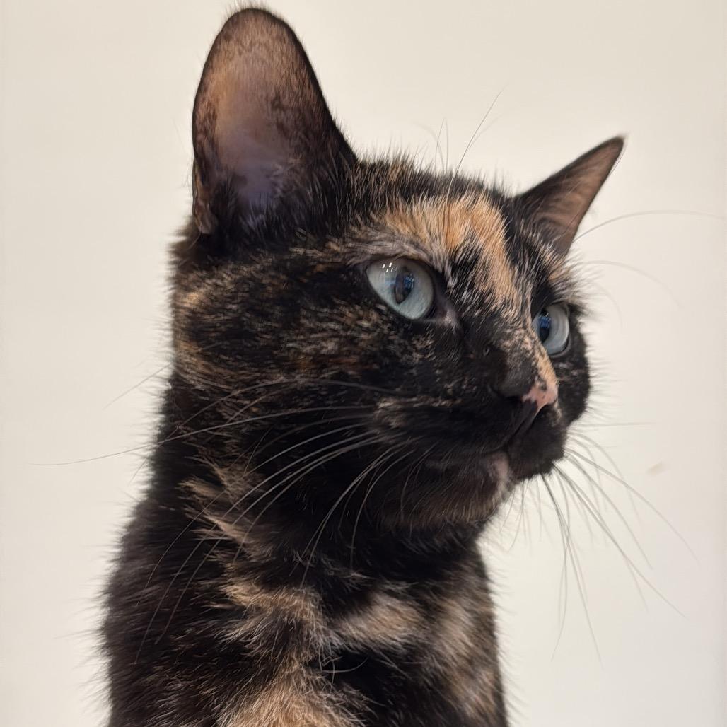 Enlarge Red Vine, a Adoptable Domestic Short Hair in Evanston, IL image 2/4
