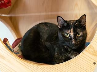 Enlarge Red Vine, a Adoptable Domestic Short Hair in Evanston, IL image 1/4