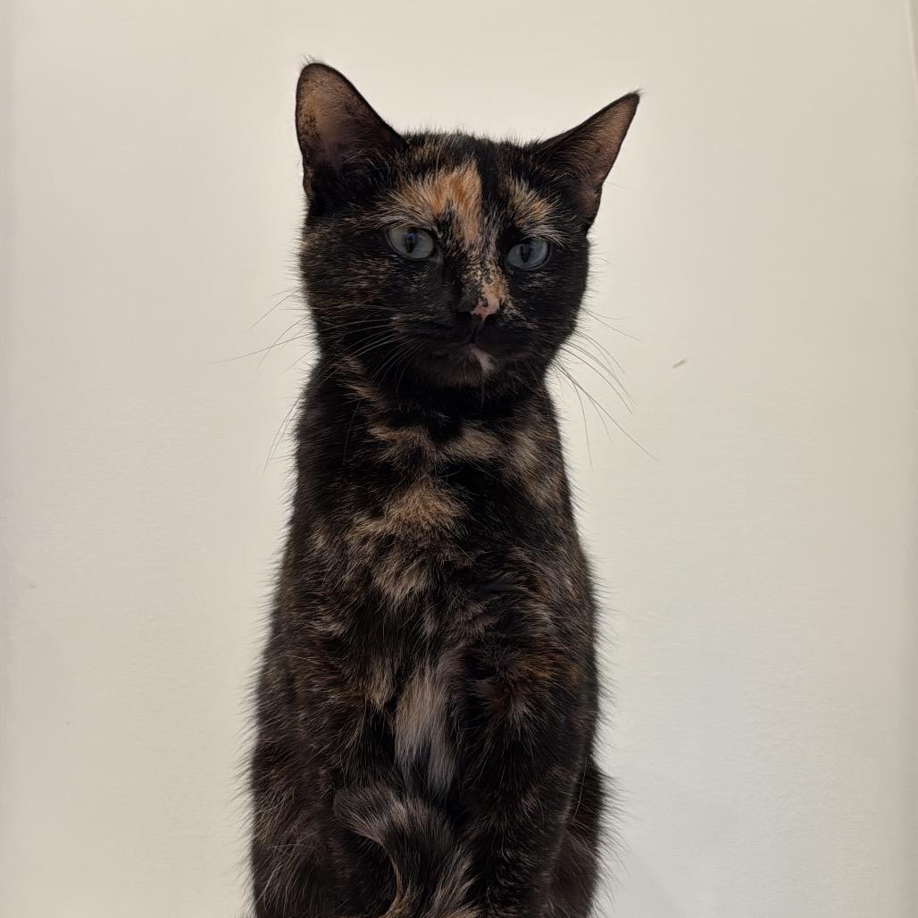 Enlarge Red Vine, a Adoptable Domestic Short Hair in Evanston, IL image 4/4