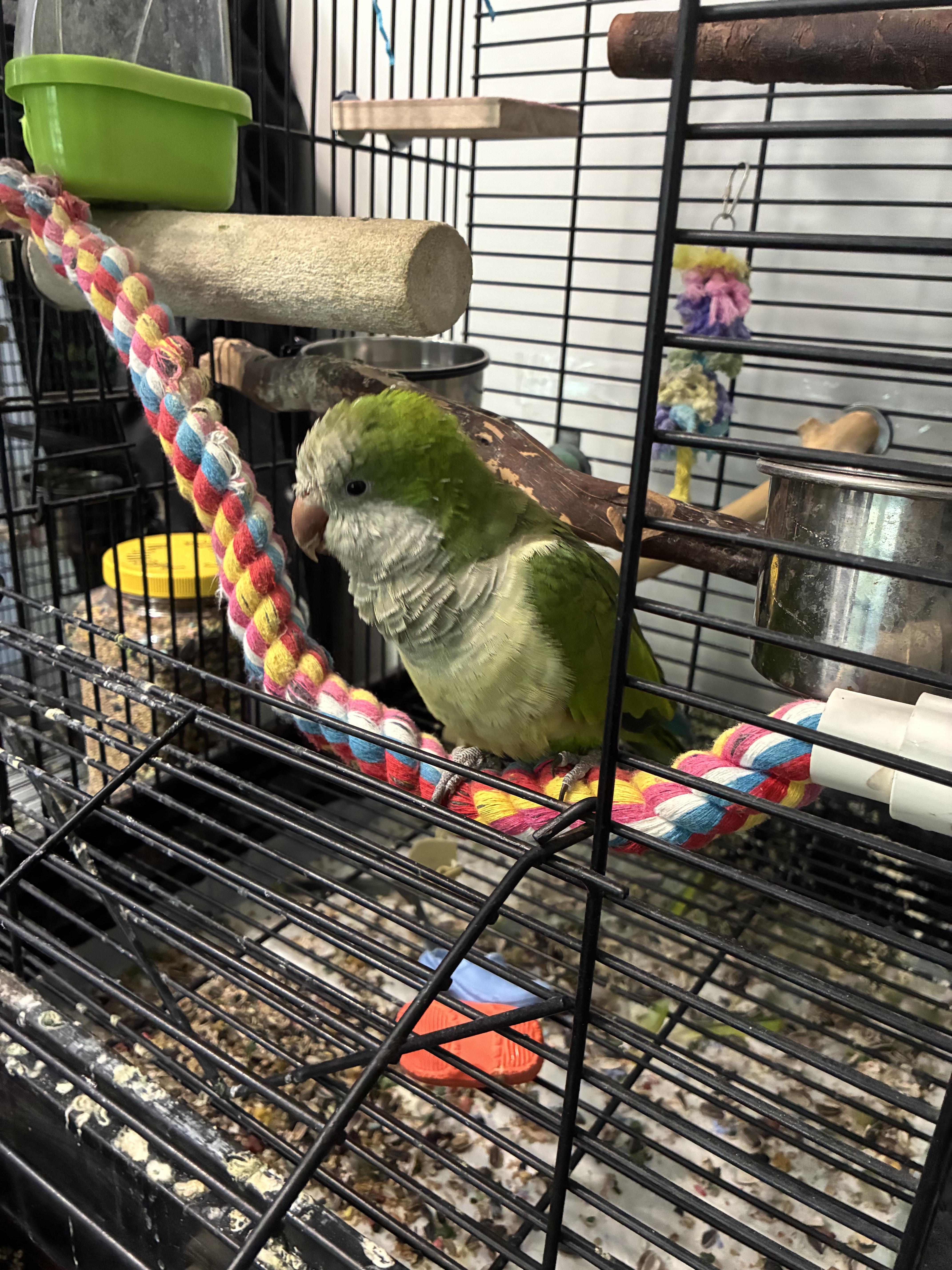 Shelly, Adoptable, Young Female Quaker Parakeet.