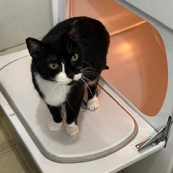 Kibo, a Adoptable Domestic Short Hair in Devils Lake, ND image 2/5