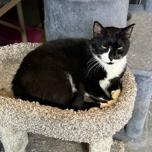 Kibo, a Adoptable Domestic Short Hair in Devils Lake, ND image 5/5