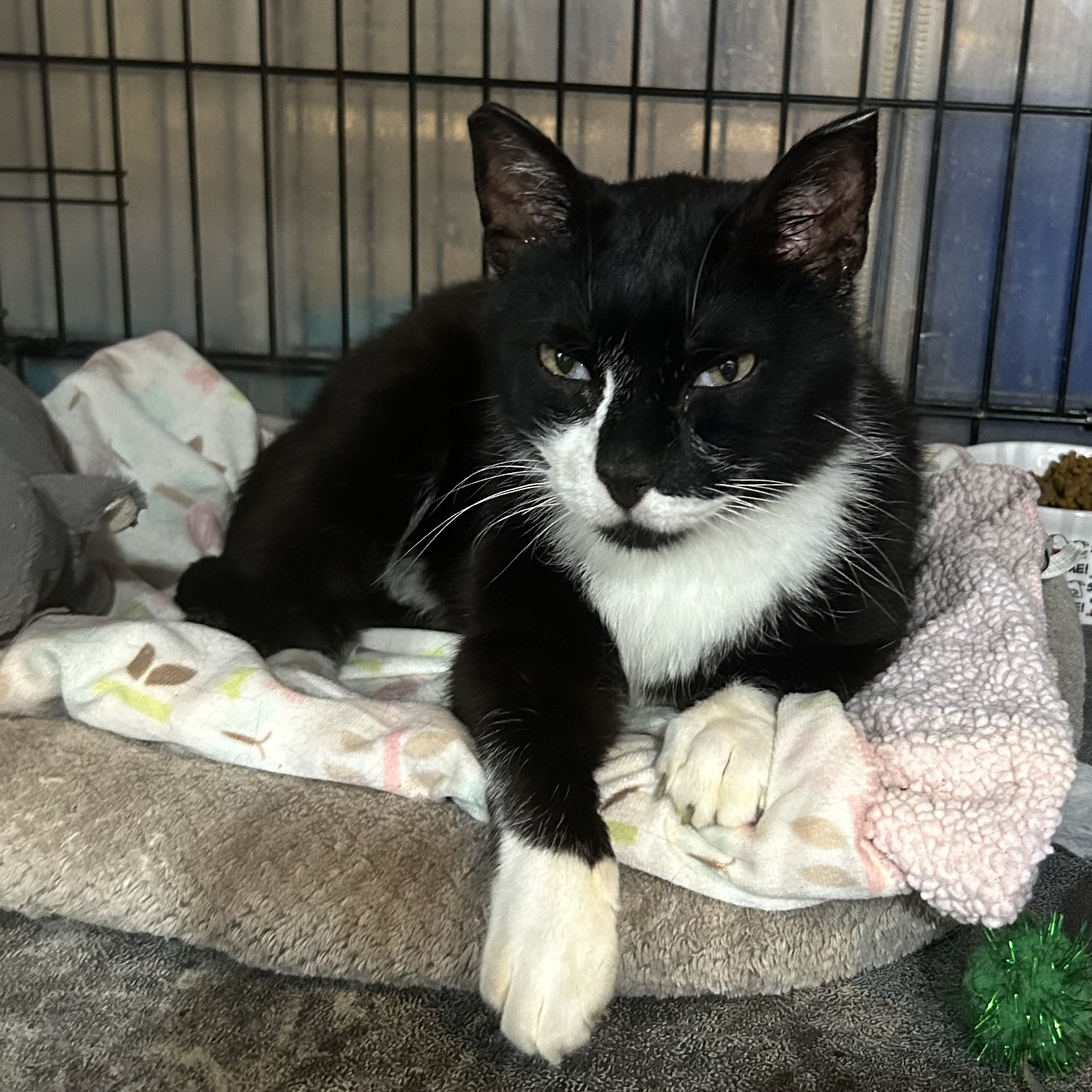 Kibo, a Adoptable Domestic Short Hair in Devils Lake, ND image 1/5