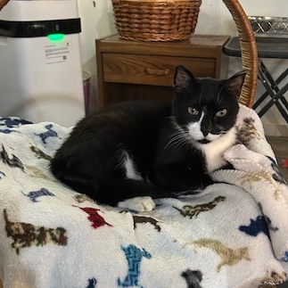 Kibo, a Adoptable Domestic Short Hair in Devils Lake, ND image 3/5