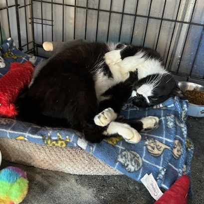 Kibo, a Adoptable Domestic Short Hair in Devils Lake, ND image 4/5