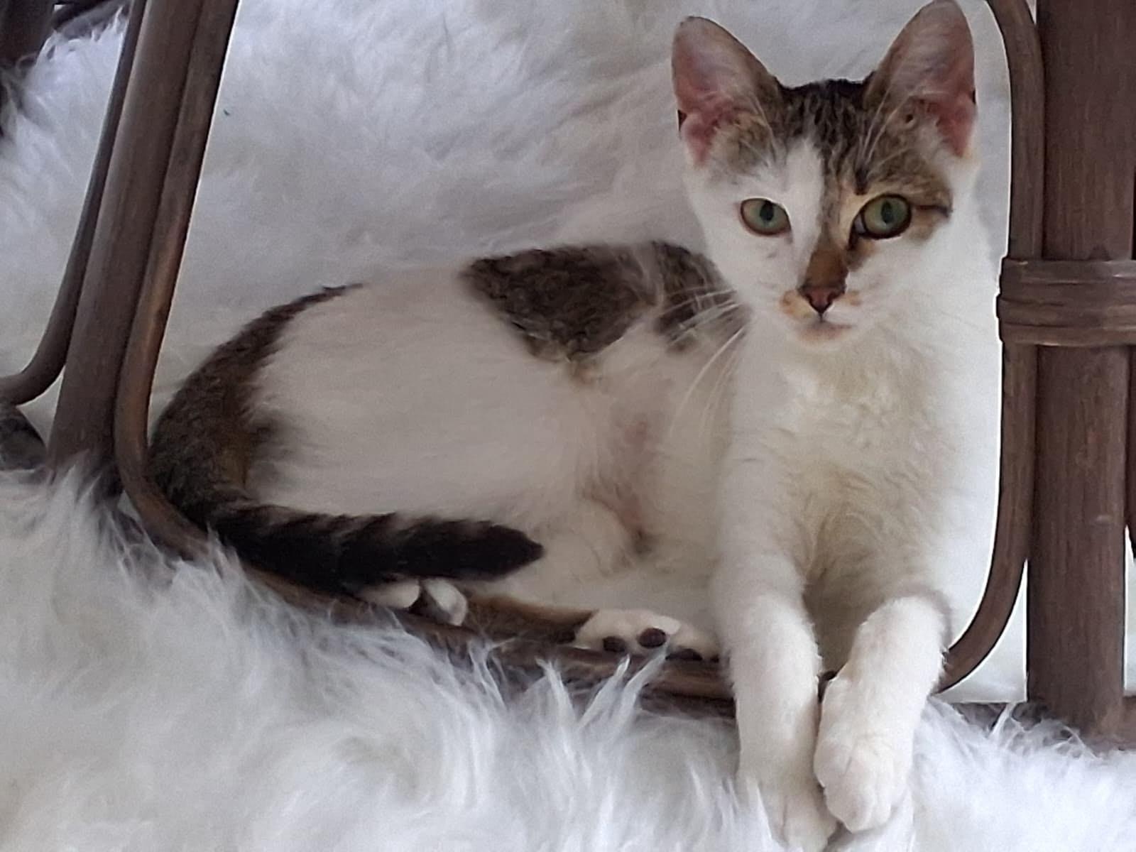 Enlarge Misette, an adopted American Shorthair in New York, NY image 1/2