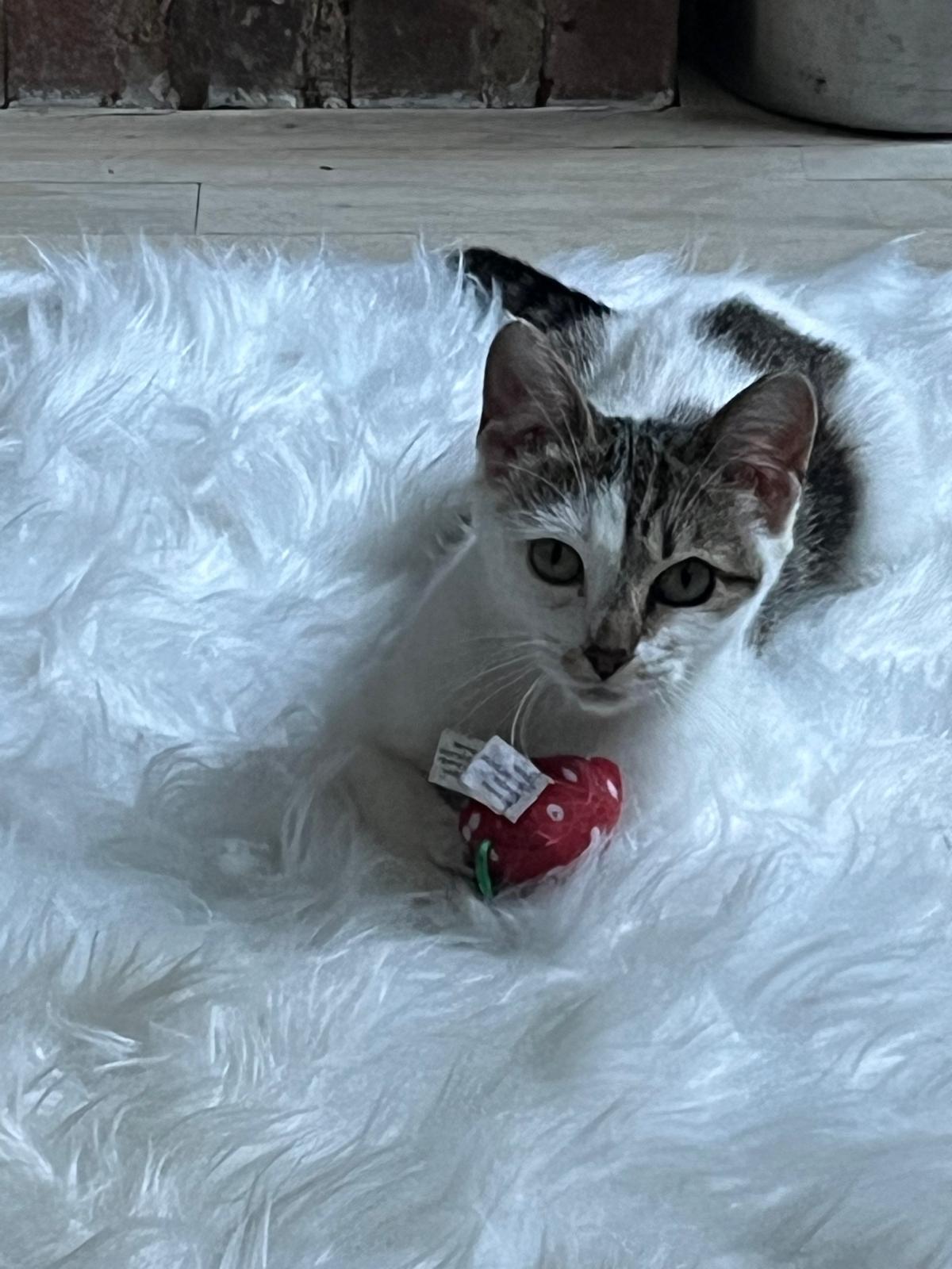 Enlarge Misette, an adopted American Shorthair in New York, NY image 2/2