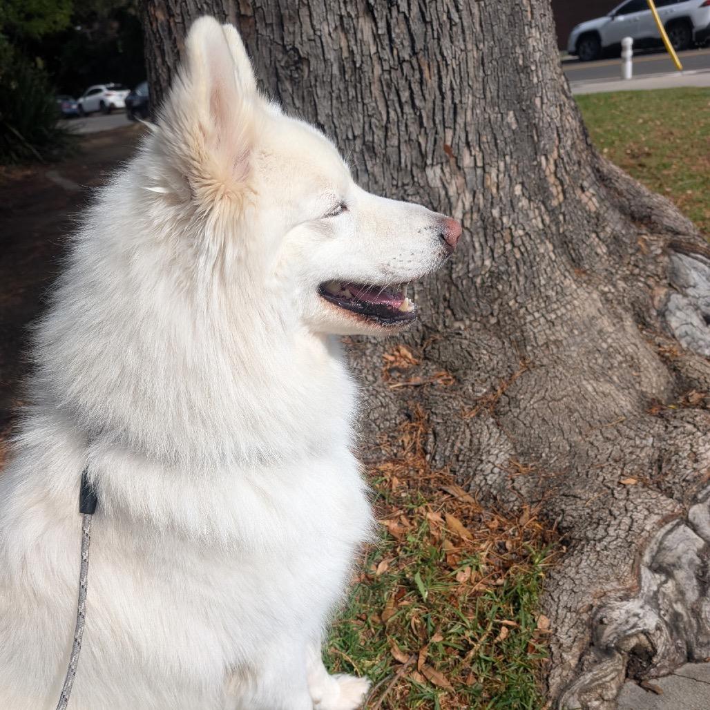 Cody, Adoptable, Adult Male Samoyed & Husky.