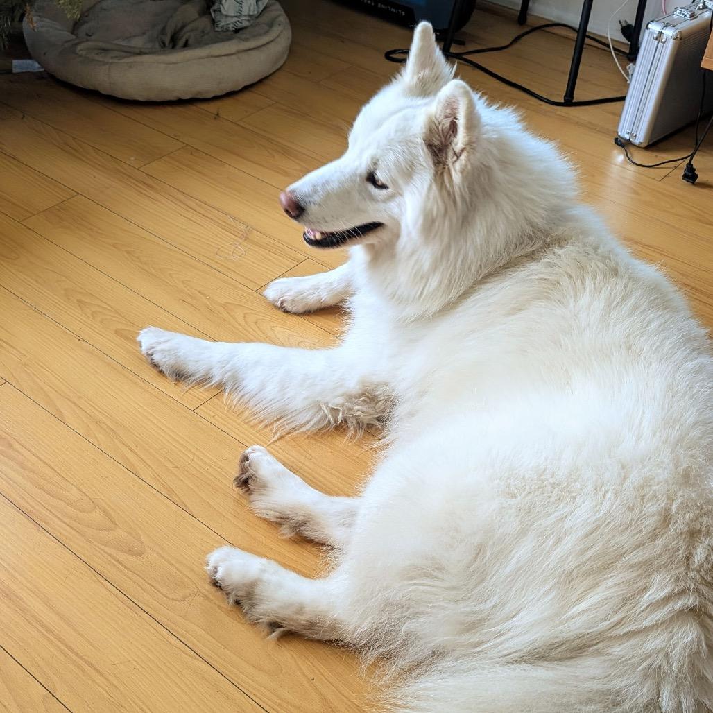 Enlarge Cody, a Adoptable mixed breed in Los Angeles, CA image 2/5