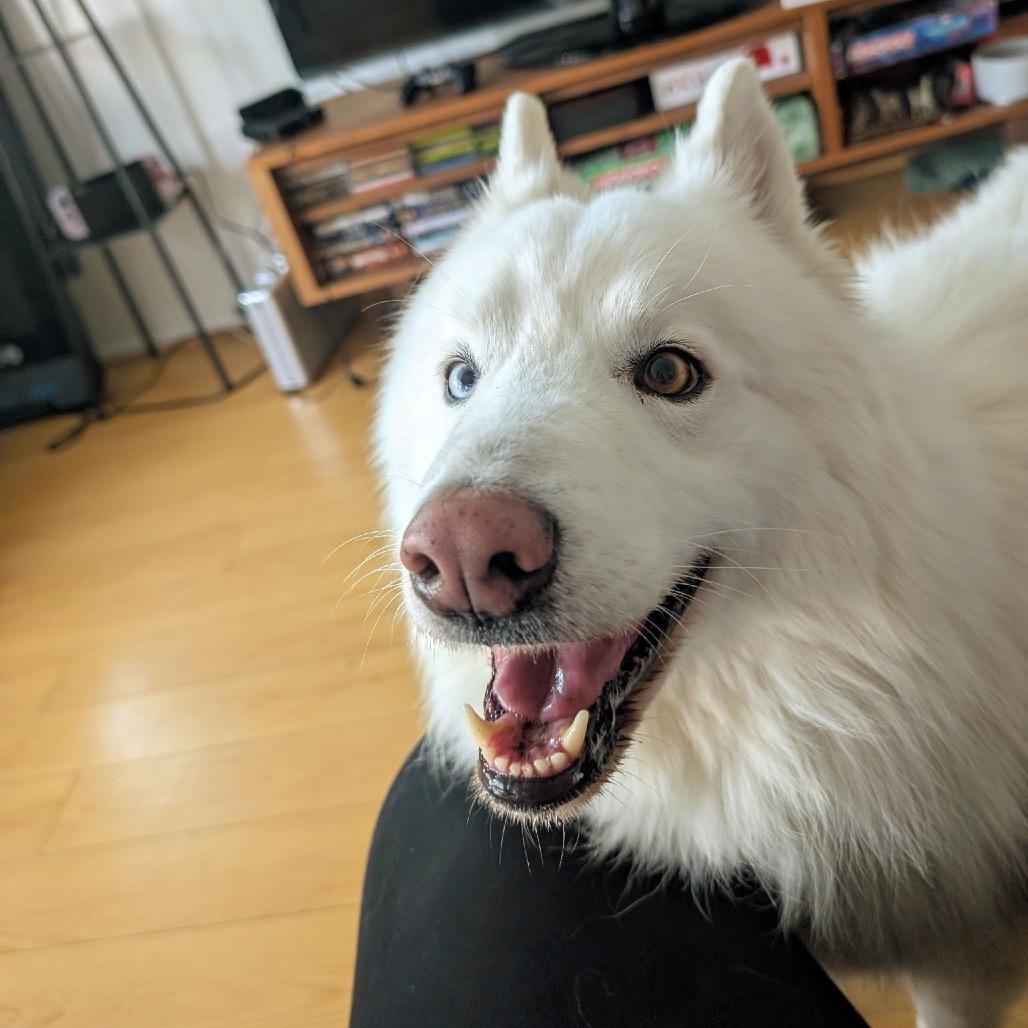 Enlarge Cody, a Adoptable mixed breed in Los Angeles, CA image 4/5