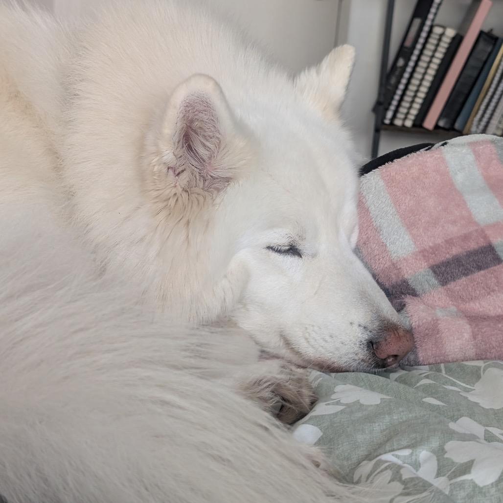 Enlarge Cody, a Adoptable mixed breed in Los Angeles, CA image 5/5