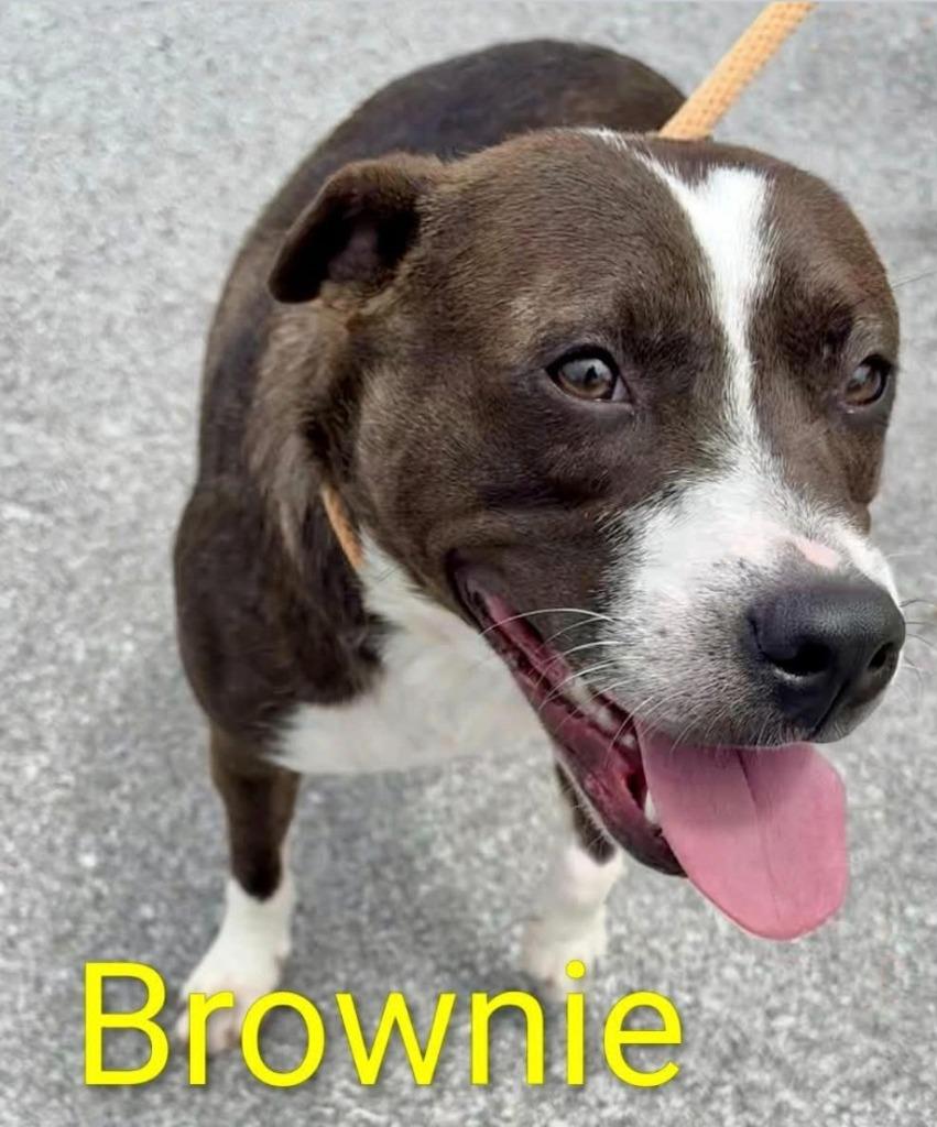BROWNIE, Adoptable, Adult Female Hound & Labrador Retriever.
