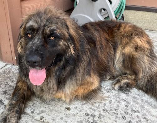 Boaz, Adopted, Young Male Newfoundland Dog & Australian Shepherd.