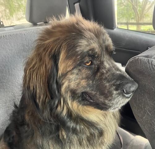 Enlarge Boaz, a Adopted mixed breed in Fredericksburg, PA image 4/6