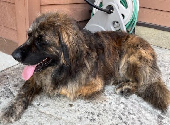 Enlarge Boaz, a Adopted mixed breed in Fredericksburg, PA image 3/6