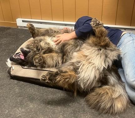 Enlarge Boaz, a Adopted mixed breed in Fredericksburg, PA image 6/6