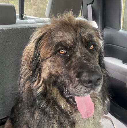 Enlarge Boaz, a Adopted mixed breed in Fredericksburg, PA image 5/6