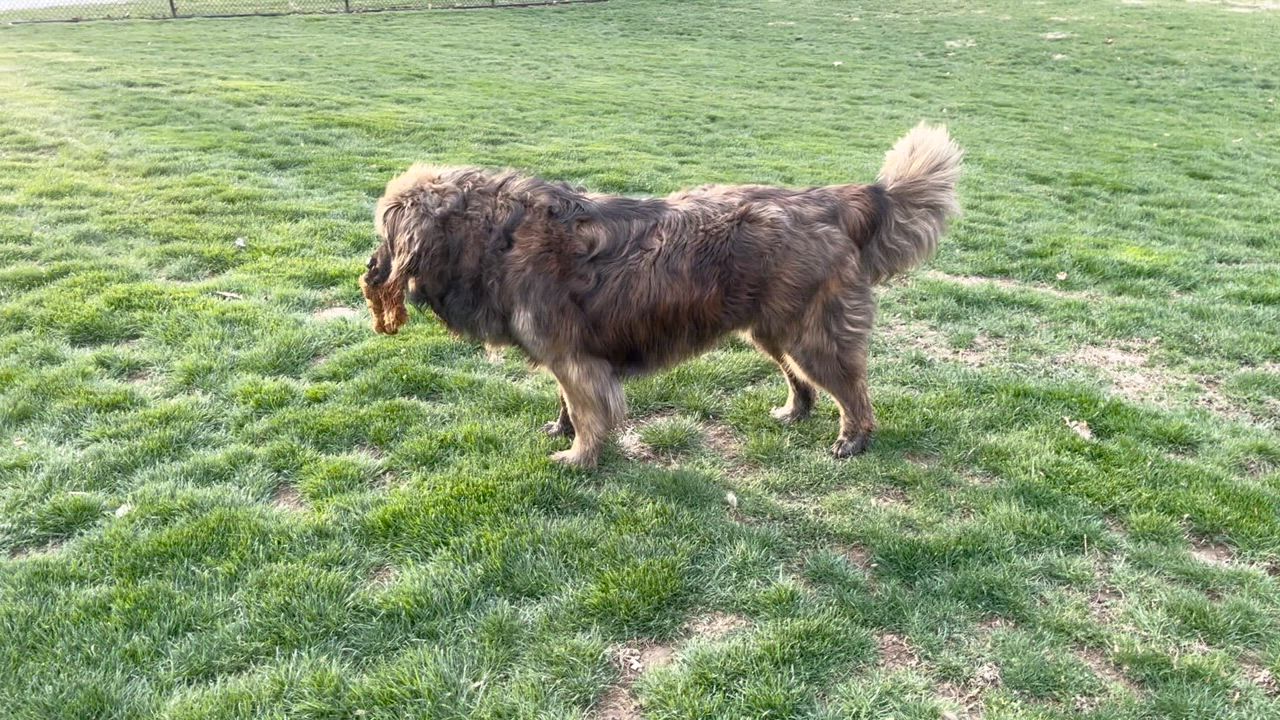 Enlarge Boaz, a Adopted mixed breed in Fredericksburg, PA video 2/6