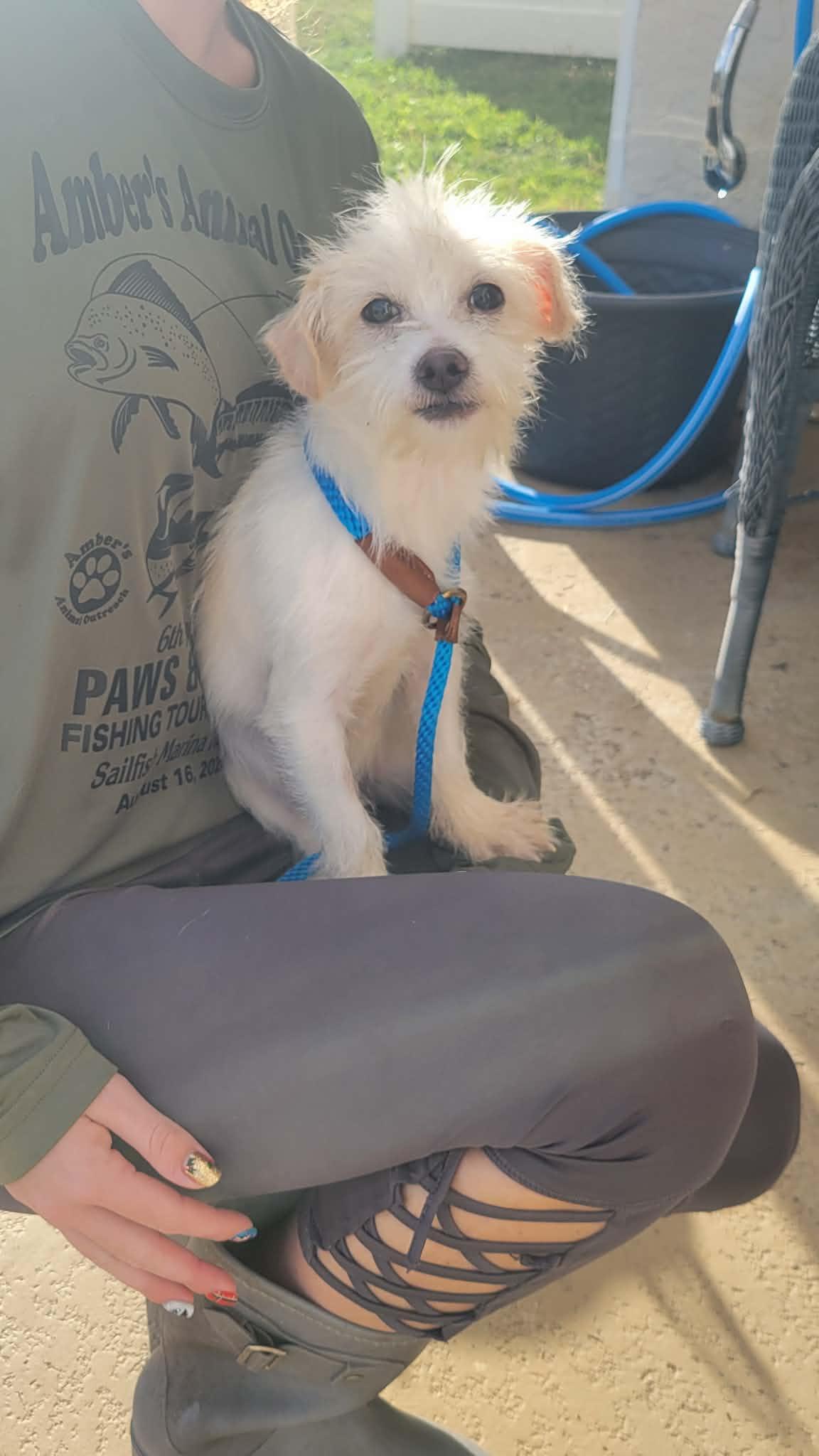 Cosmo, ADOPTABLE, Puppy Male Wire Fox Terrier & Chihuahua.