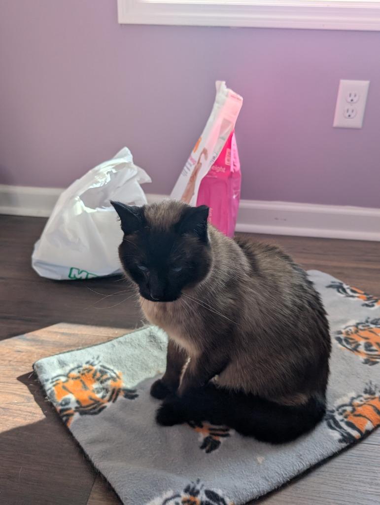 Nala — thumbnail 2