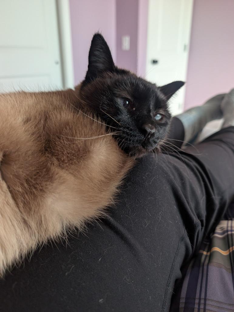 Nala — thumbnail 3