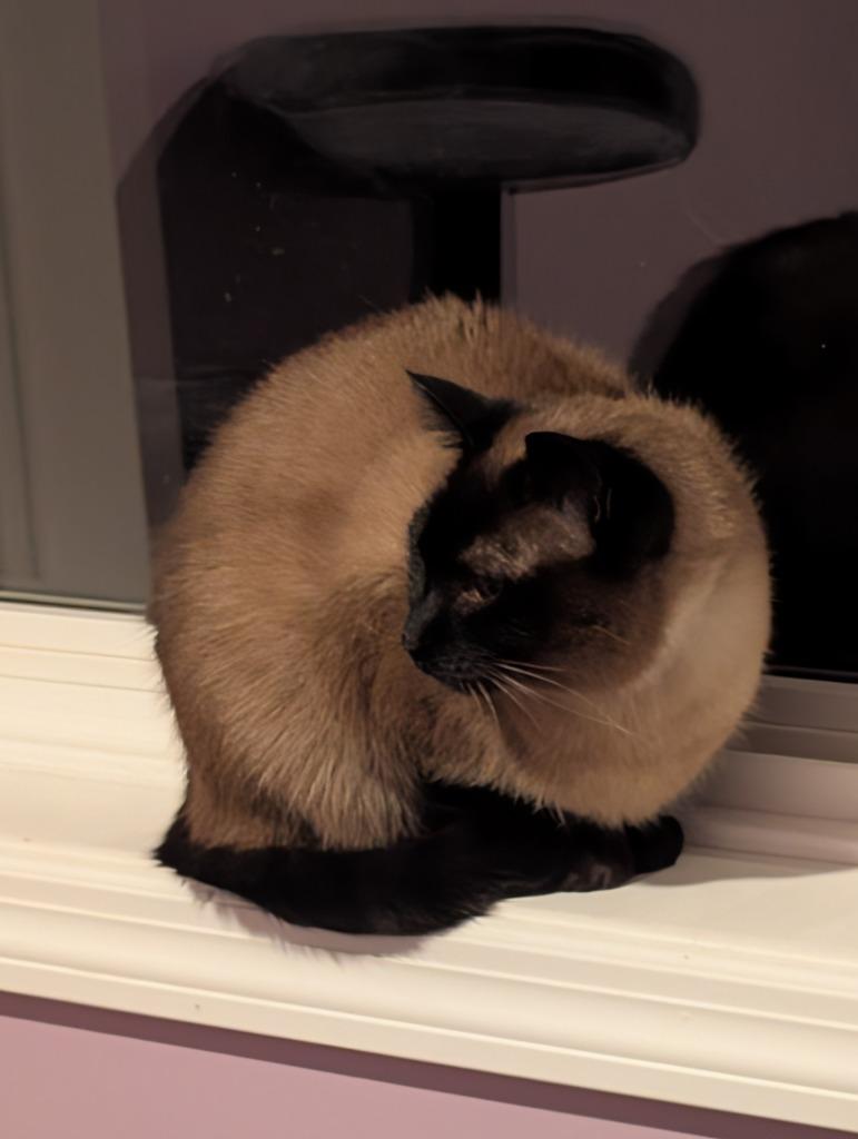 Nala — thumbnail 4