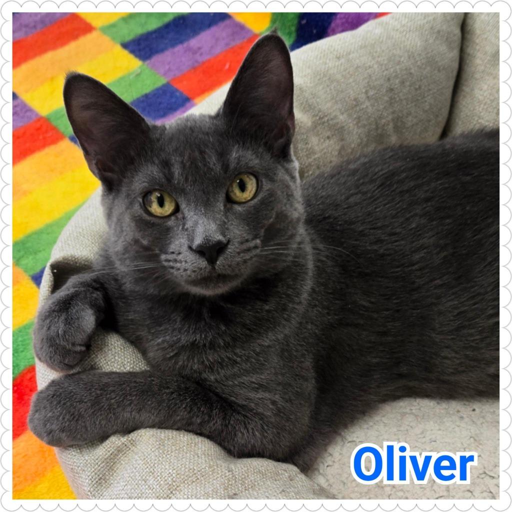 Oliver, Adoptable, Young Male Domestic Short Hair.