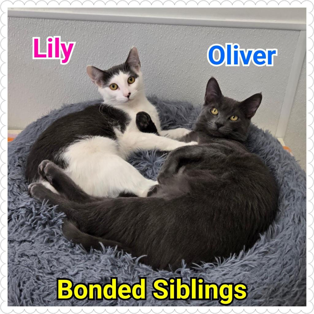 Enlarge Oliver, a Adoptable mixed breed in North Saint Paul, MN image 3/6