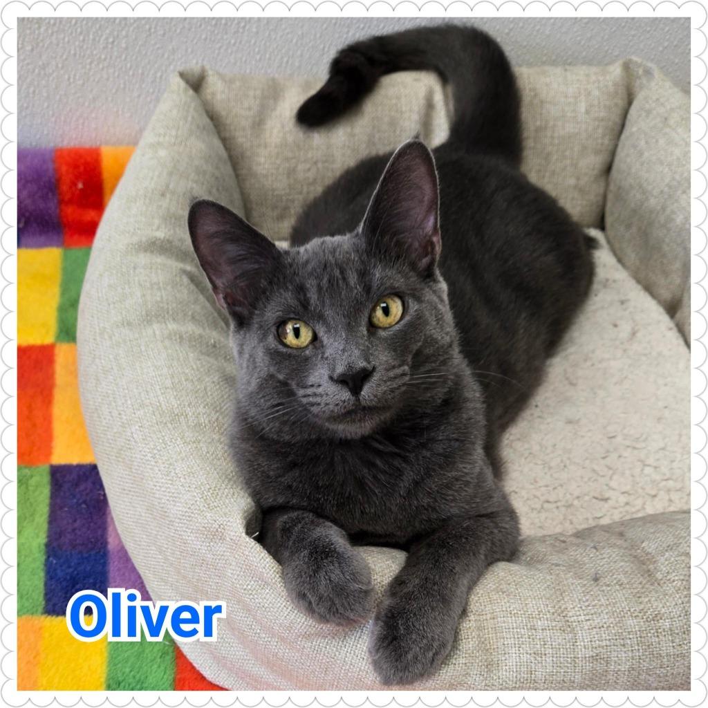 Enlarge Oliver, a Adoptable mixed breed in North Saint Paul, MN image 4/6