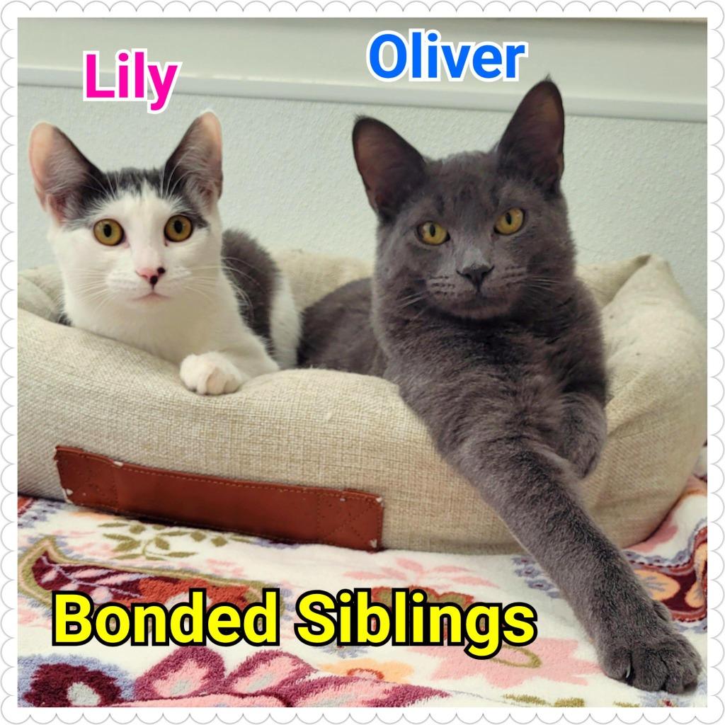 Enlarge Oliver, a Adoptable mixed breed in North Saint Paul, MN image 1/6