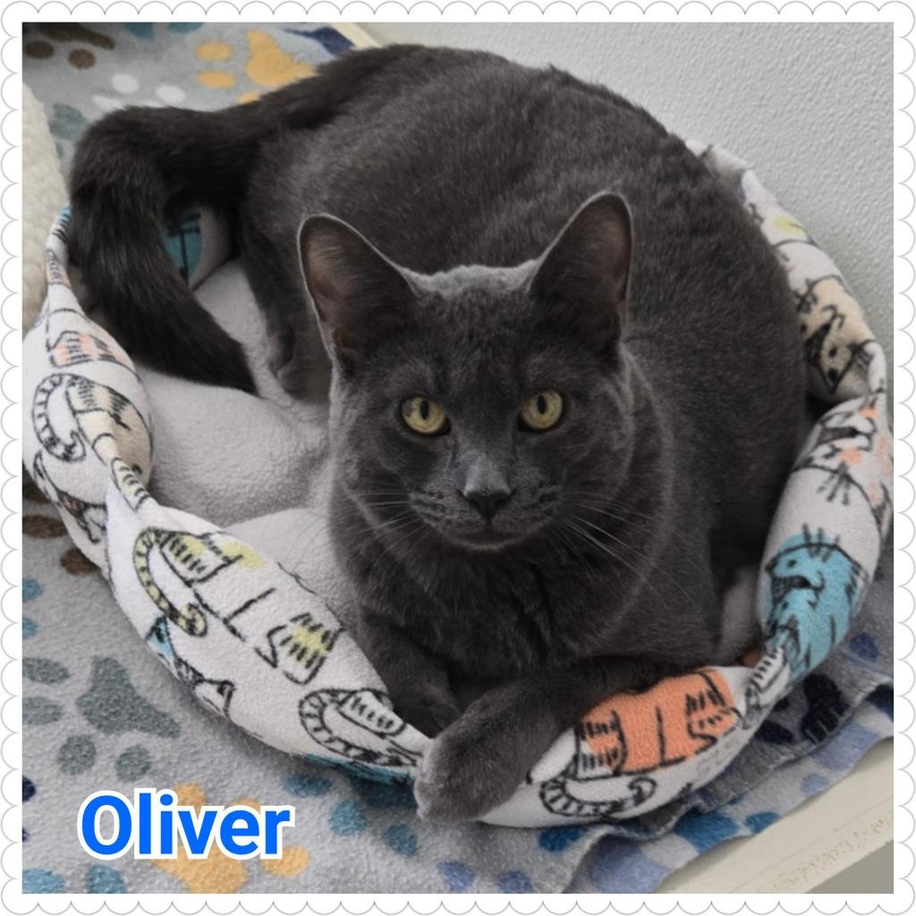 Oliver, a Adoptable mixed breed in North Saint Paul, MN image 2/6