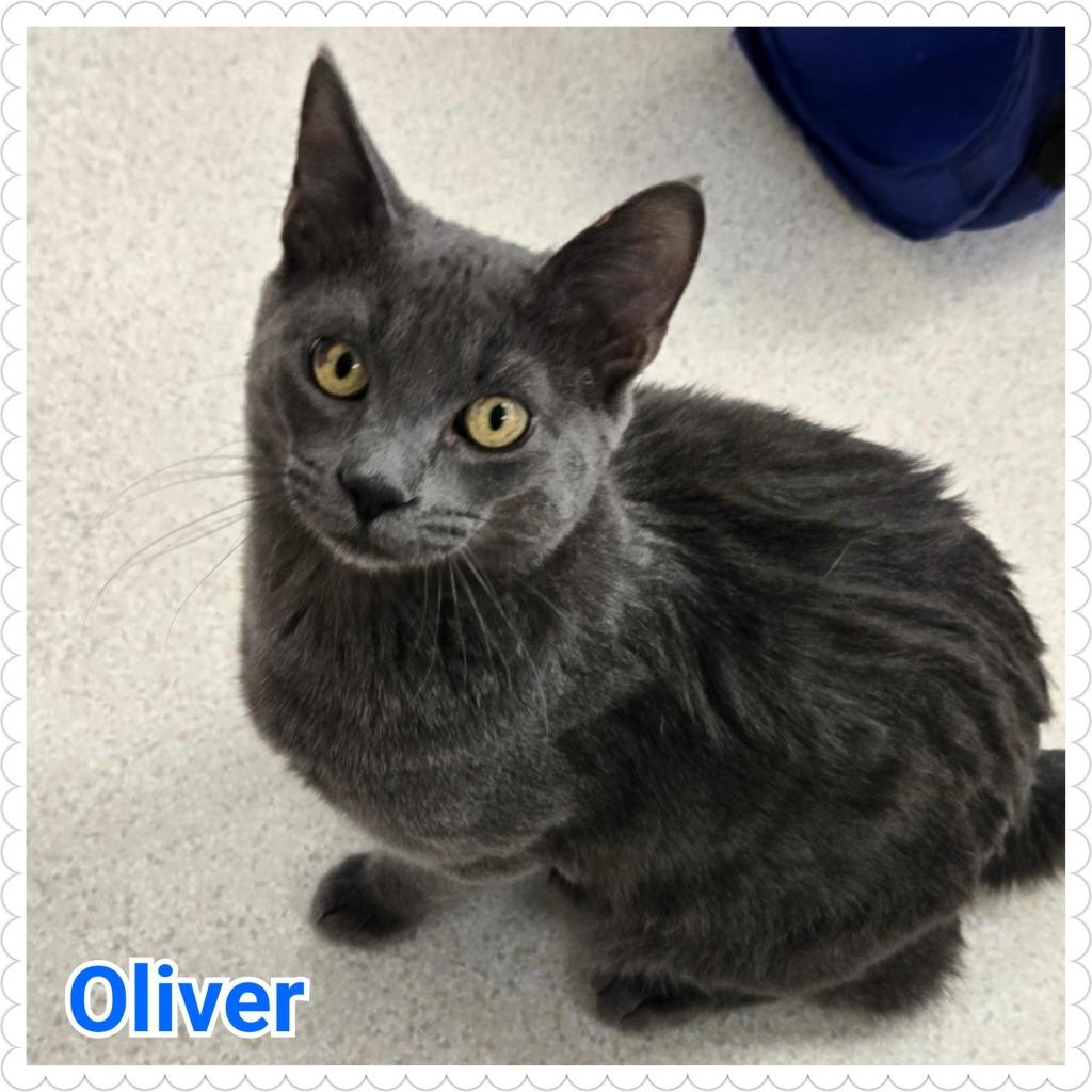 Enlarge Oliver, a Adoptable mixed breed in North Saint Paul, MN image 5/6