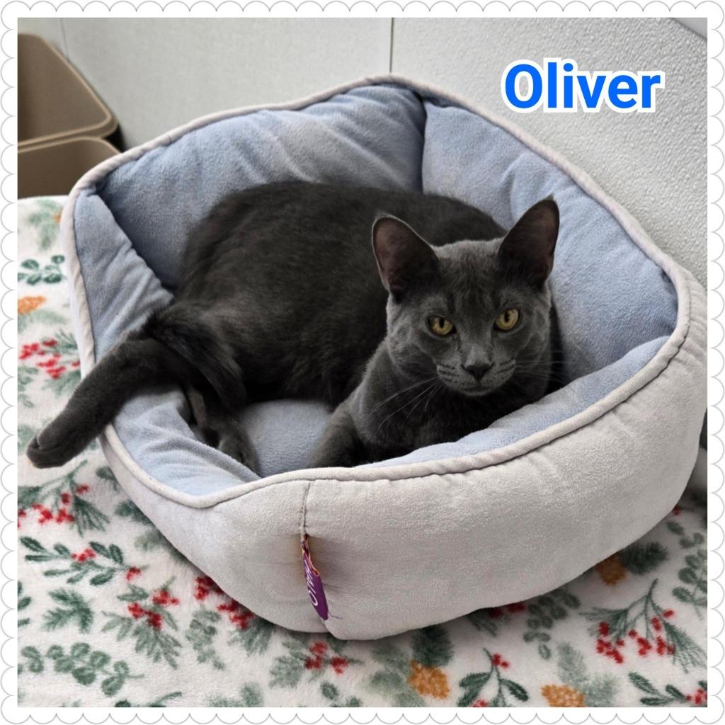 Enlarge Oliver, a Adoptable mixed breed in North Saint Paul, MN image 6/6